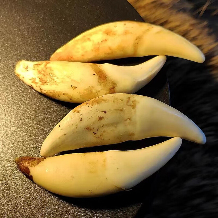 黑狗牙原牙（未清理未打孔）